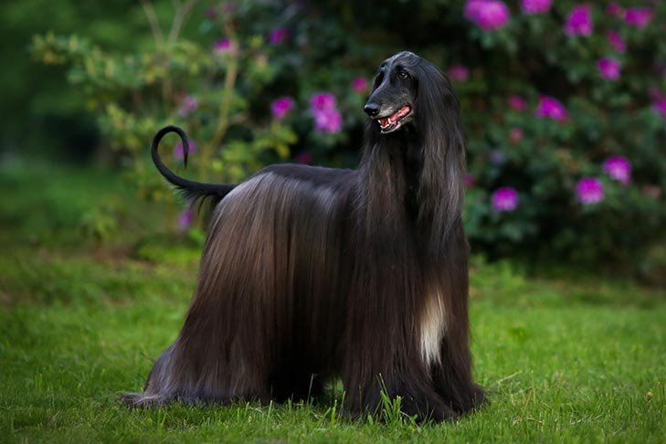 Afghan Hound Pictures